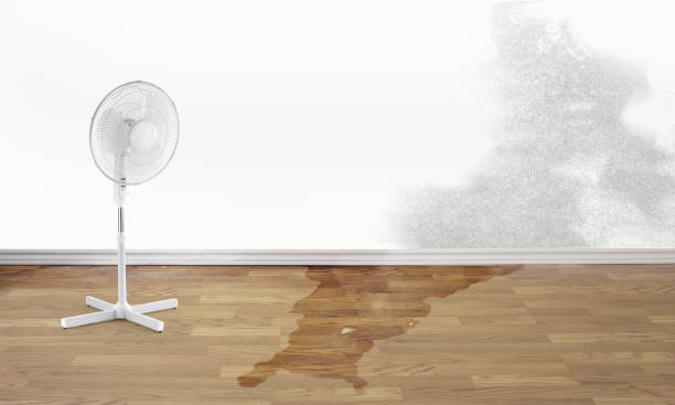 Best Professional water damage repair  in Oceana, WV